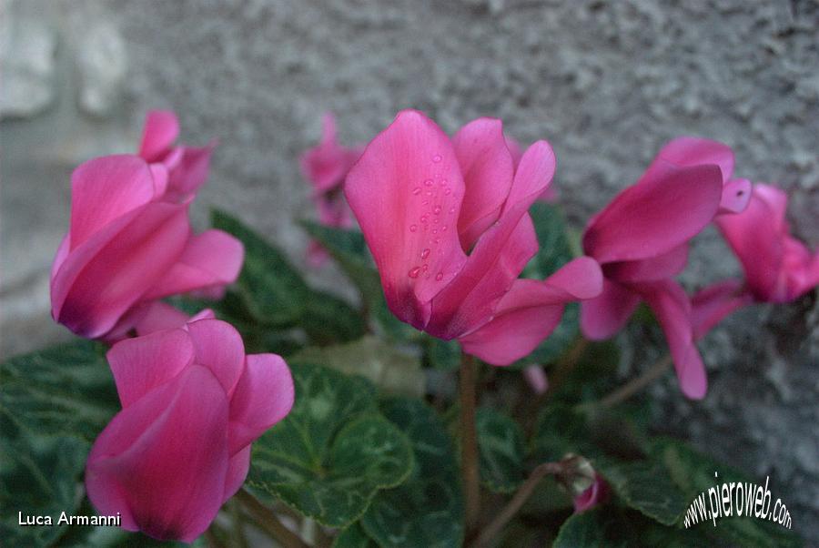 04 ciclamini bianco rosa.jpg